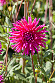 Dahlia 'Purple Gem'