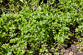Petroselinum crispum (glatt)