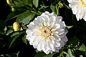 Dahlia Dahlinova® Colorado