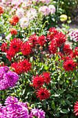 Dahlia x hortensis 'Red Pigmy'