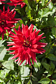 Dahlia x hortensis 'Red Pigmy'