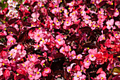 Begonia semperflorens 'Party' F1, pink