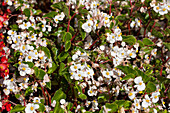 Begonia semperflorens 'Stara' F1, white
