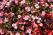 Begonia semperflorens 'Stara' F1, rosa