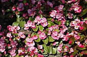 Begonia 'Super Olympia® Rose' Begonia semperflorens