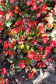 Begonia semperflorens 'Super Olympia® Red'