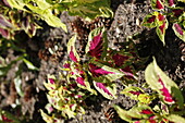 Plectranthus scutellarioides Coleus Superfine Rainbows Colour Pride