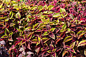 Plectranthus scutellarioides 'Versa Burgundy-Green'