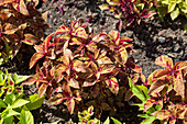 Plectranthus scutellarioides Premium Sun Mighty Mosaic