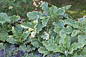Brassica oleracea 'Popof Variegata