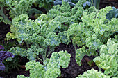 Brassica oleracea var. sabellica