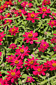 Zinnia haageana 'Profusion Cherry'