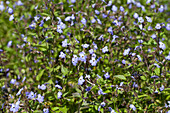 Browallia americana 'Sky Blue'