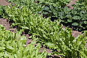 Cichorium intybus var. foliosum 'Fleischkrause'