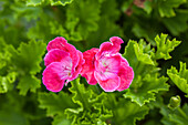 Pelargonium grandiflorum 'Bermuda Cherry