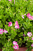 Pelargonium grandiflorum Bermuda Pink