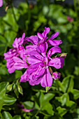 Pelargonium peltatum 'Amelit'