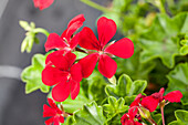 Pelargonium peltatum 'Happy Face® Dark Red'