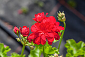 Pelargonium peltatum 'Kate'