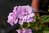 Pelargonium peltatum 'Lilly'