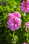 Pelargonium peltatum PAC® 'Pink Sybil'