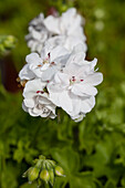 Pelargonium peltatum PAC® 'White Pearl'
