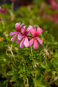 Pelargonium  peltatum 'Decora Rosa'