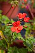 Pelargonium zonale 'Antik Orange'