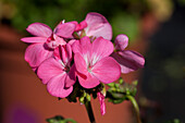 Pelargonium zonale 'Antique Pink