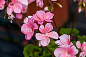 Pelargonium zonale 'Antique Salmon