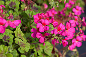 Pelargonium zonale 'Antique Violet