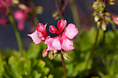 Pelargonium zonale 'Fireworks® Bicolor' 