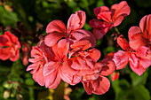 Pelargonium zonale 'PAC® Stefanie