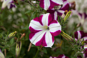 Petunia Cascadias Bicolor Purple