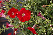 Petunia Cascadias Deep Red