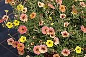 Petunia hybr. Cascadias Indian Summer 