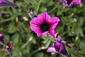 Petunia hybr. Cascadias Pink Spark