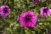 Petunia hybr. Cascadias Purple Spark