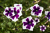 Petunia 'Cascadias Rim Violet