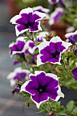 Petunia 'Cascadias Violet Skirt'