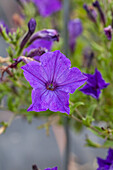 Petunia Happytoonia® 'Blue'