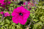 Petunia Happytoonia® 'Purple'