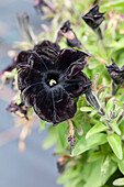 Petunia 'Black Ray'