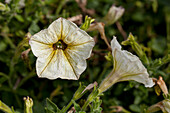 Petunia 'Sunpleasure Classic Utah Lemon'