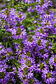 Scaevola saligna 'Blue Wind'