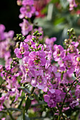Angelonia angustifolia pac® 'Angelos® Lavender Pink