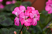 Pelargonium zonale PAC® 'Antik Pink'