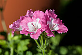 Pelargonium grandiflorum PAC® Bermuda® Pink