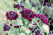 Scabiosa atropurpurea 'Blackberry Scoop'