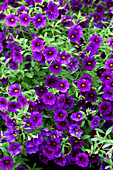 Calibrachoa